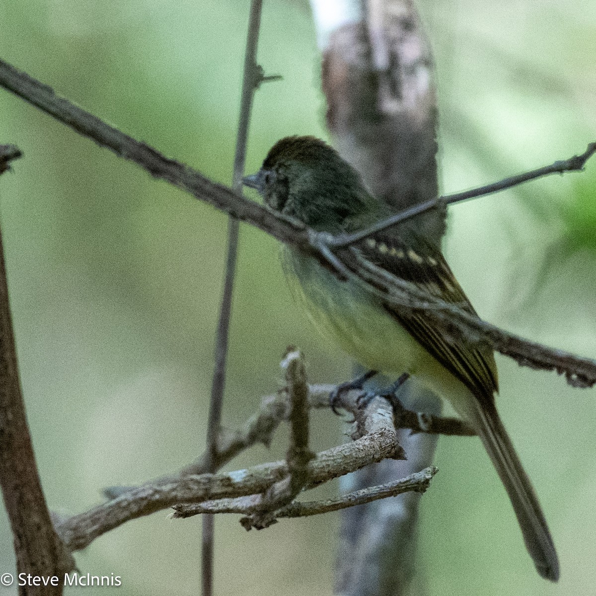 Sepia-capped Flycatcher - ML630337272