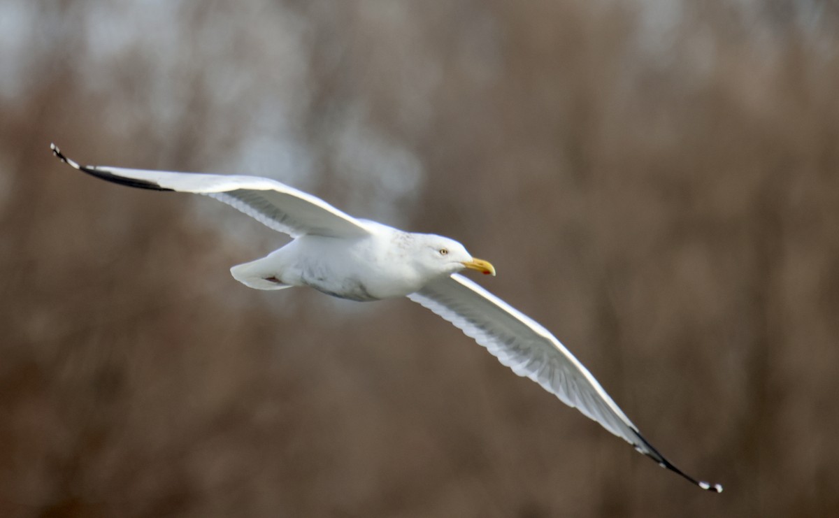 American Herring Gull - ML630337363