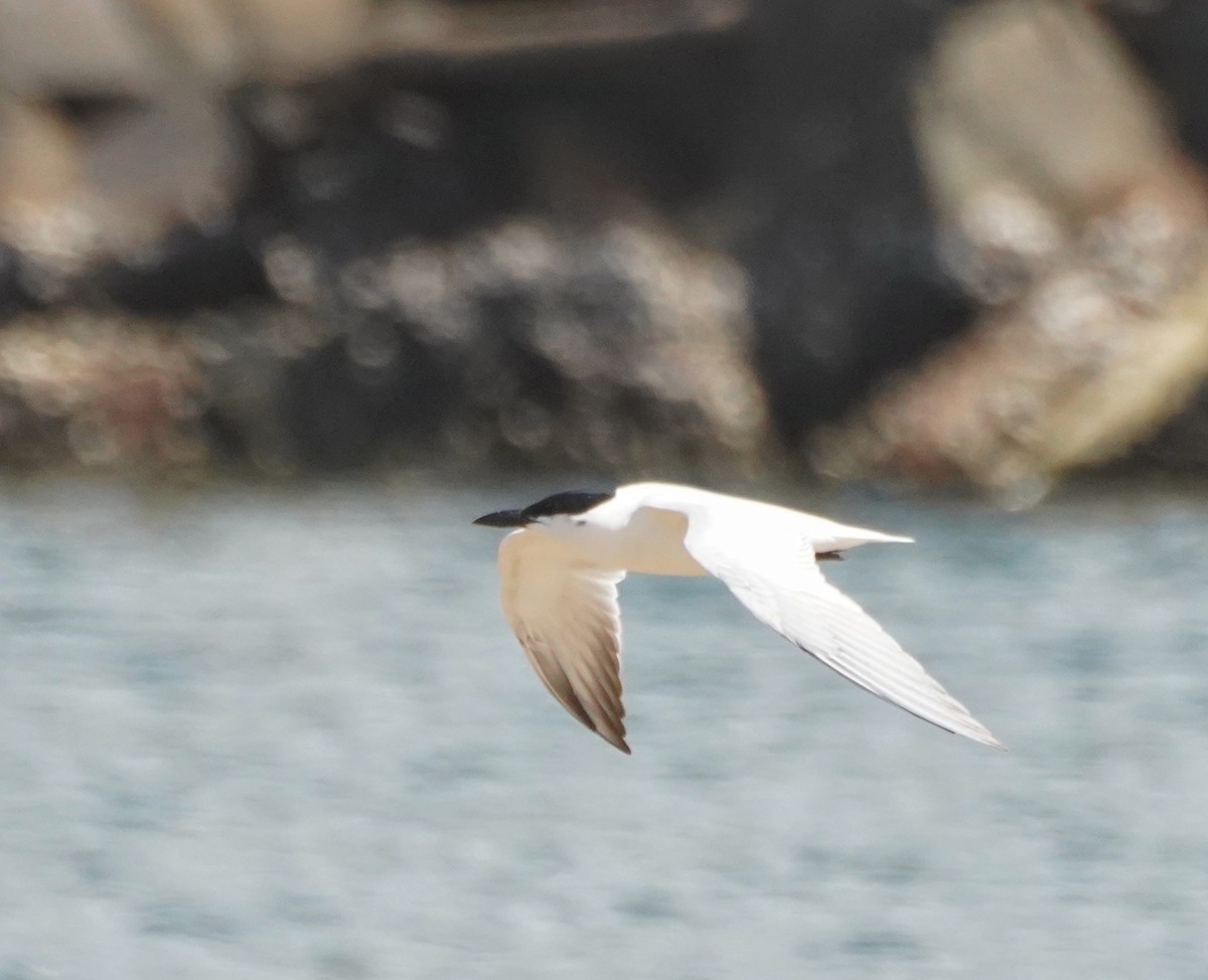 Gull-billed/Australian Tern - ML630337502