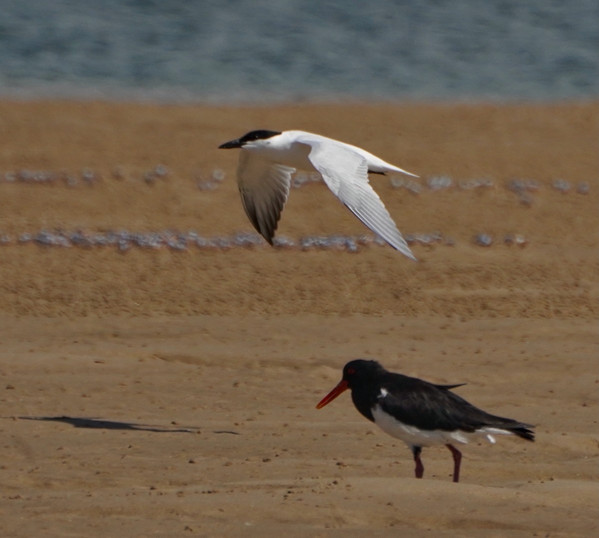 Gull-billed/Australian Tern - ML630337503