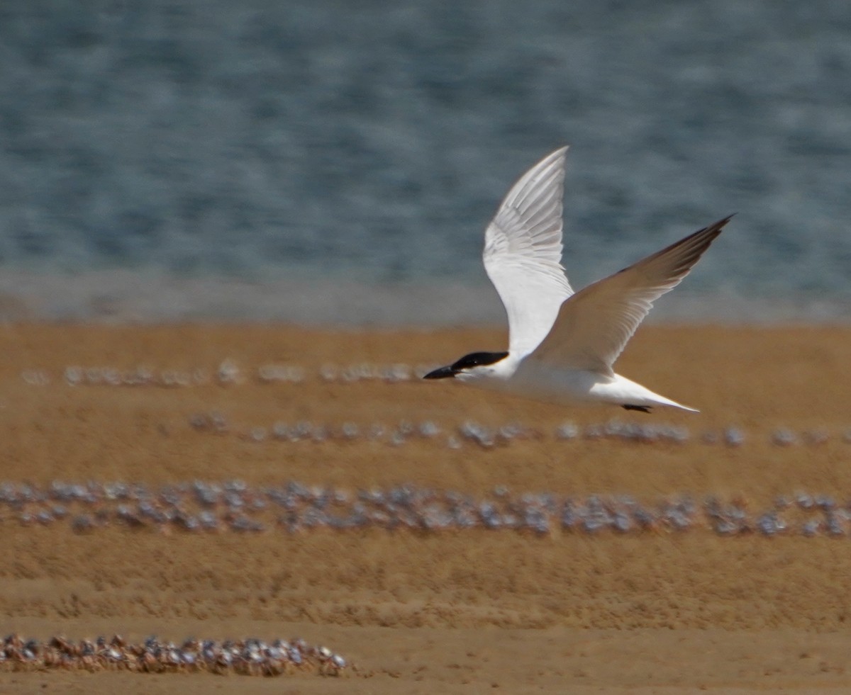 Gull-billed/Australian Tern - ML630337504