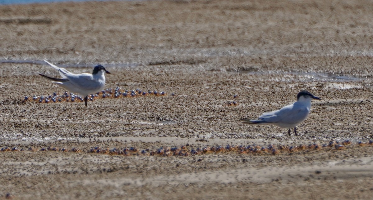 Gull-billed/Australian Tern - ML630337506