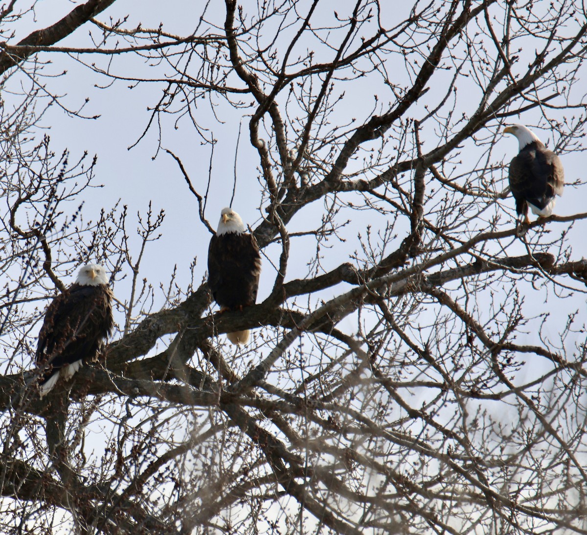 Bald Eagle - ML630337564