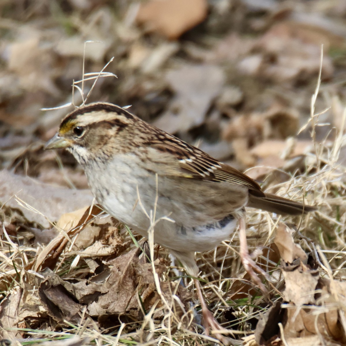 White-throated Sparrow - ML630337606