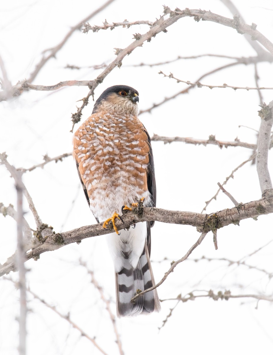 Sharp-shinned Hawk - ML630338019