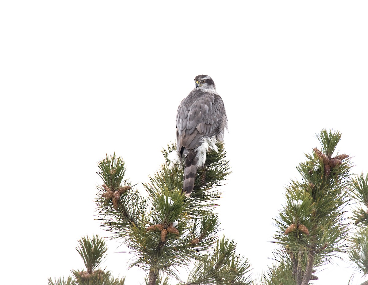 American Goshawk - ML630338037