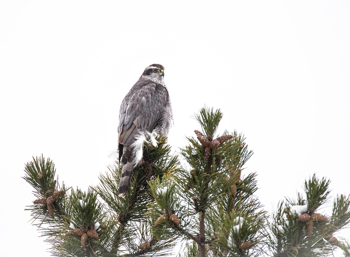 American Goshawk - ML630338038