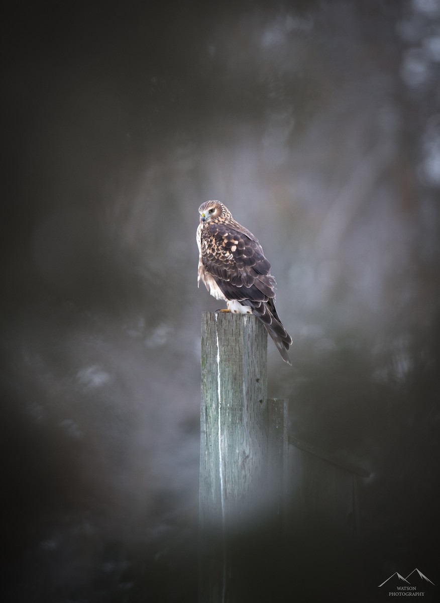 Northern Harrier - ML630338051