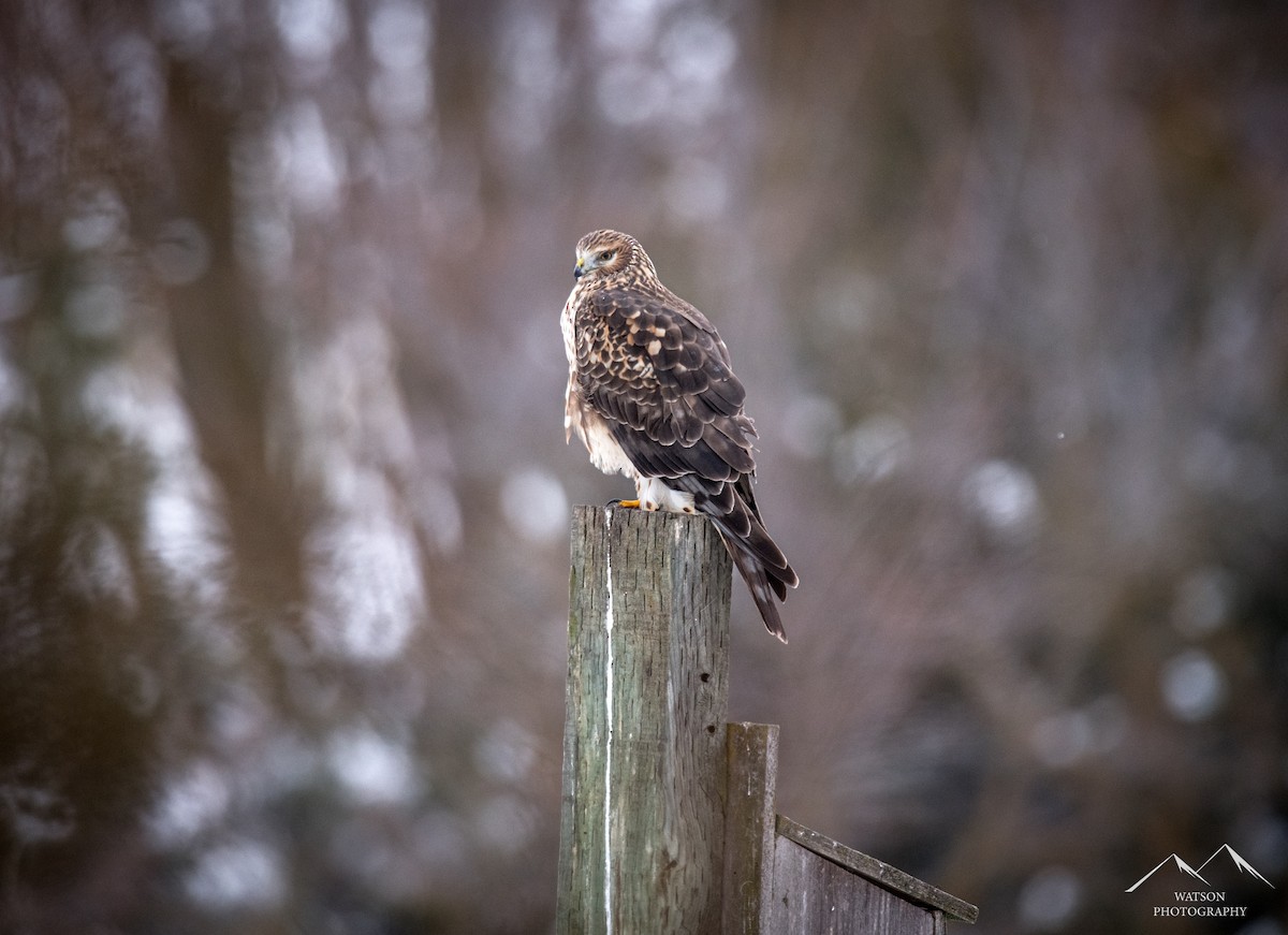 Northern Harrier - ML630338053