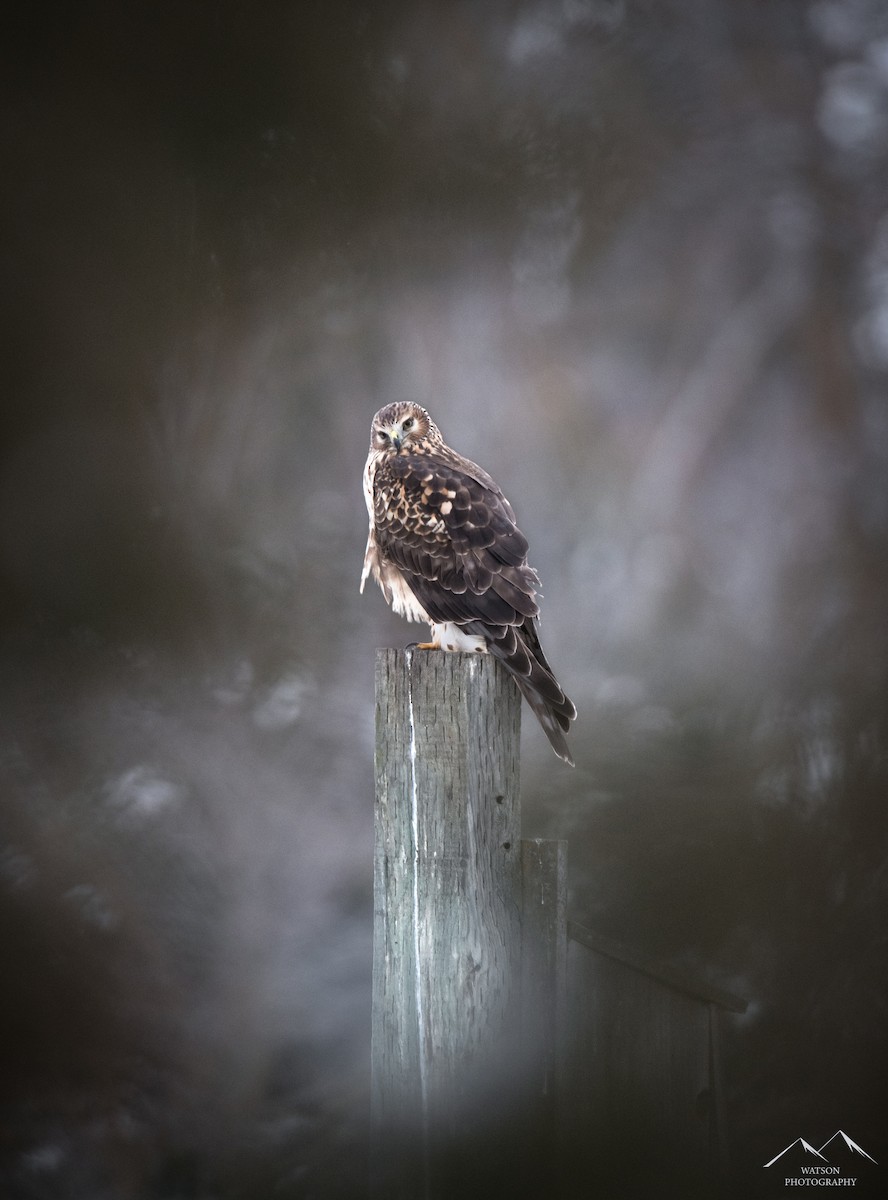 Northern Harrier - ML630338054