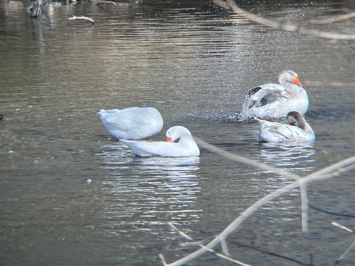 Domestic goose sp. (Domestic type) - ML630338164