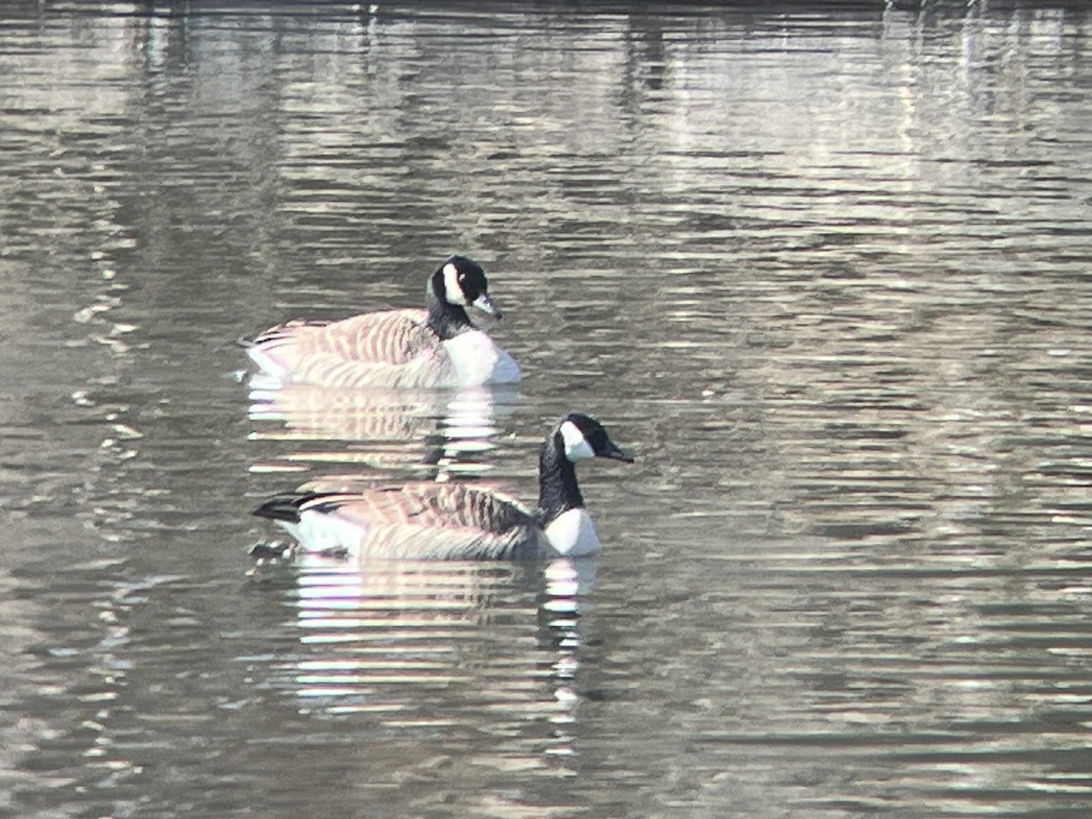 Canada Goose - ML630338176
