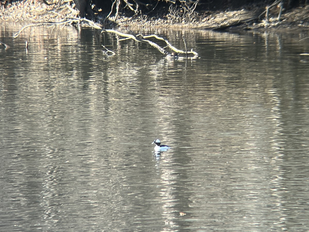 Bufflehead - ML630338256