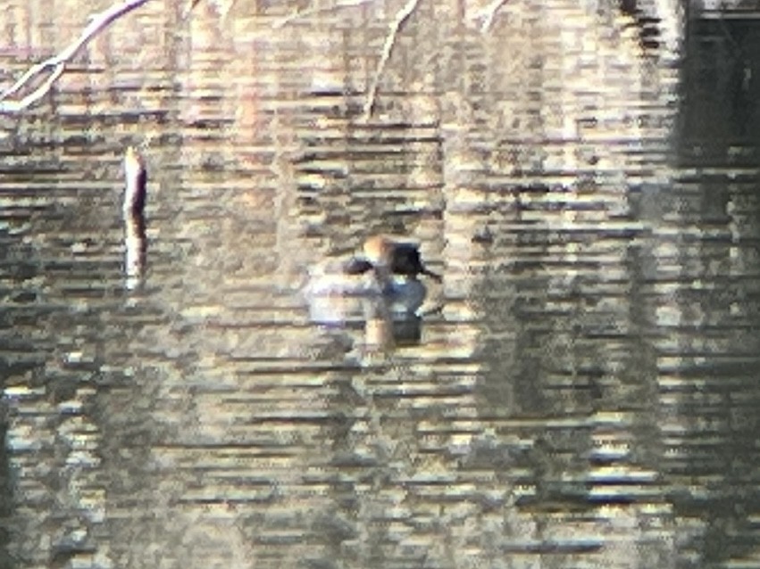 Hooded Merganser - ML630338349