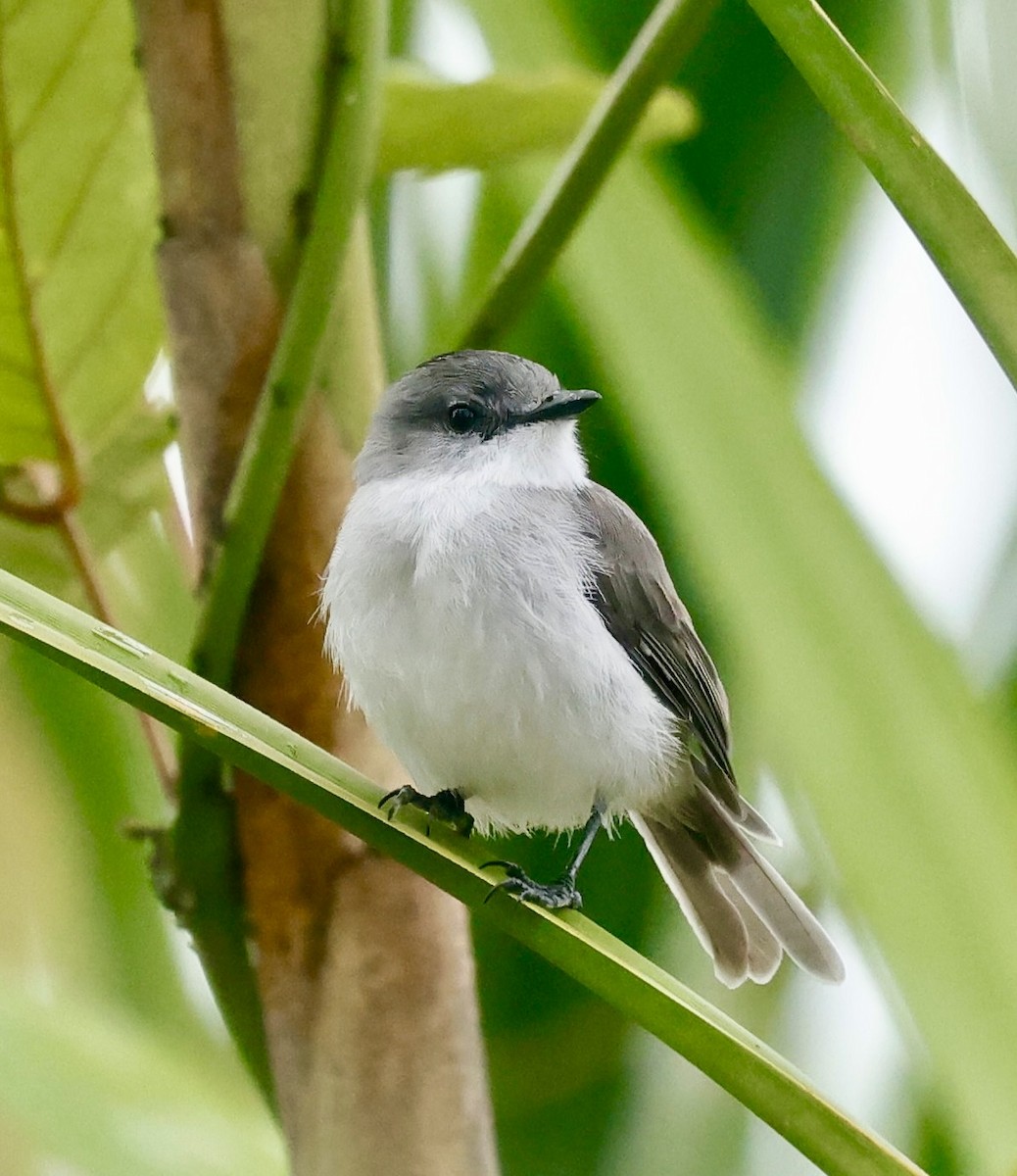 River Tyrannulet - ML630338593