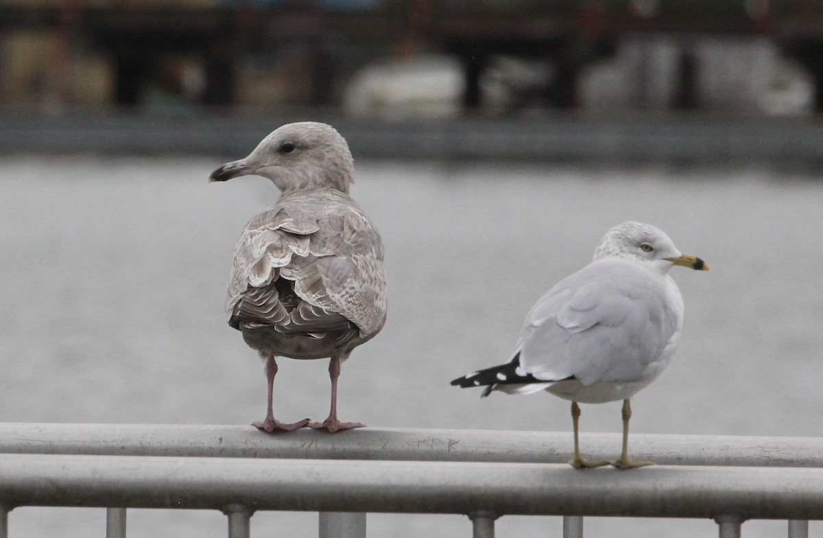 Iceland Gull (Thayer's) - ML630338698