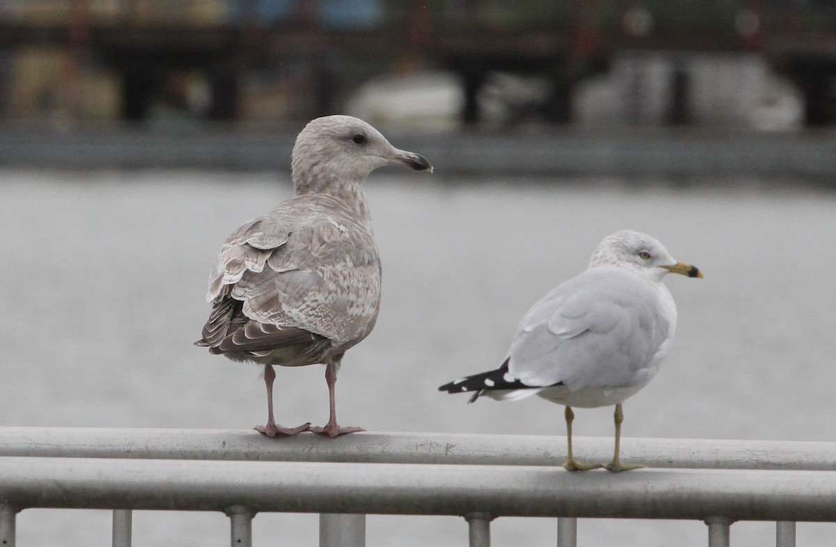 Iceland Gull (Thayer's) - ML630338707