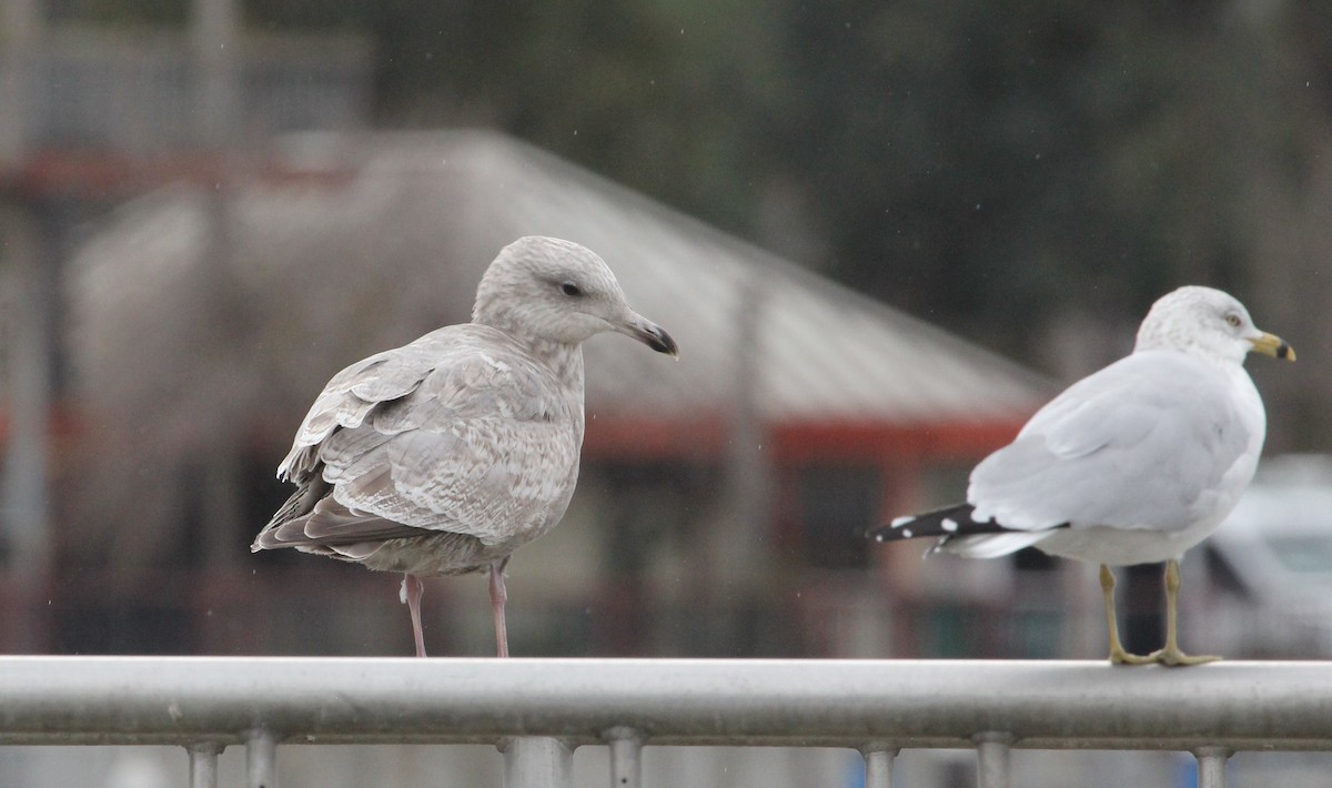 Iceland Gull (Thayer's) - ML630338723