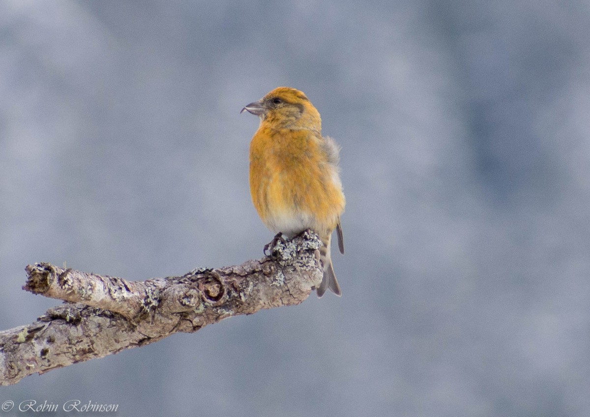 Red Crossbill - ML630338906