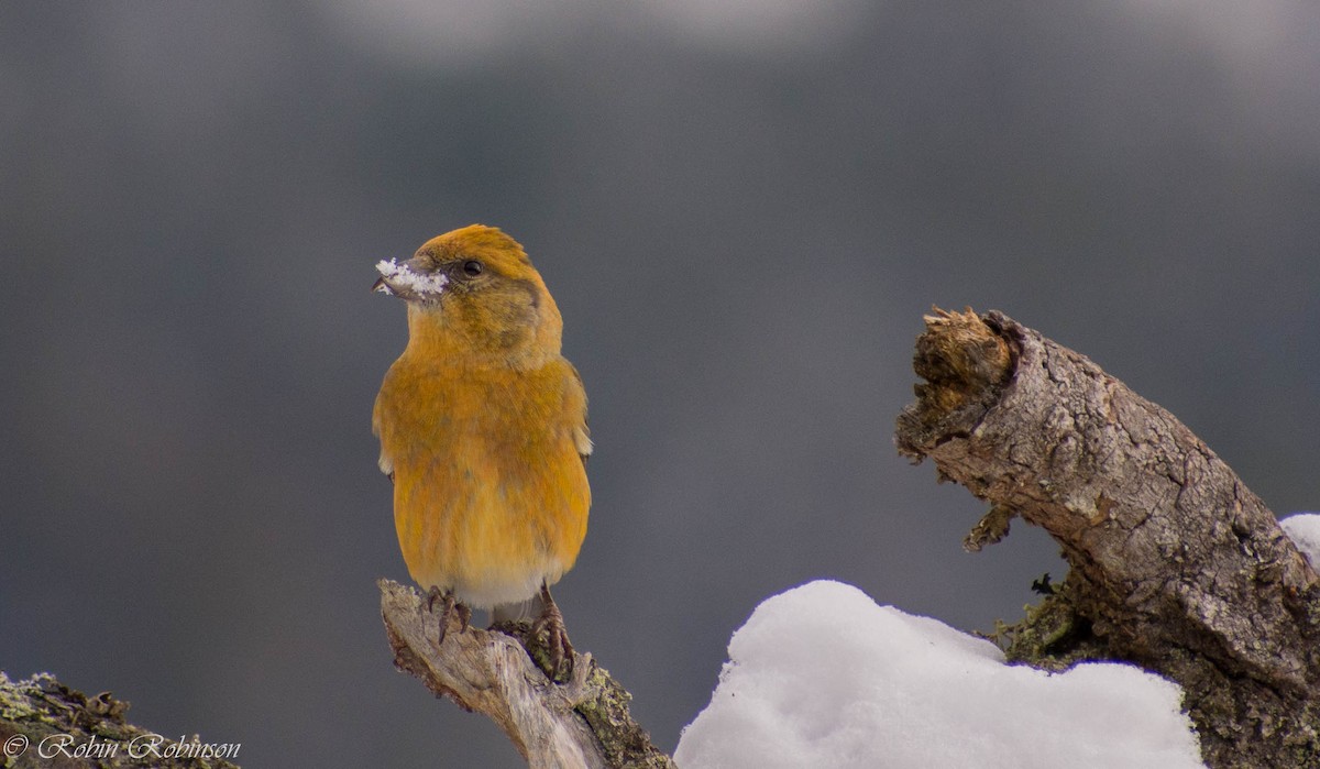 Red Crossbill - ML630338907