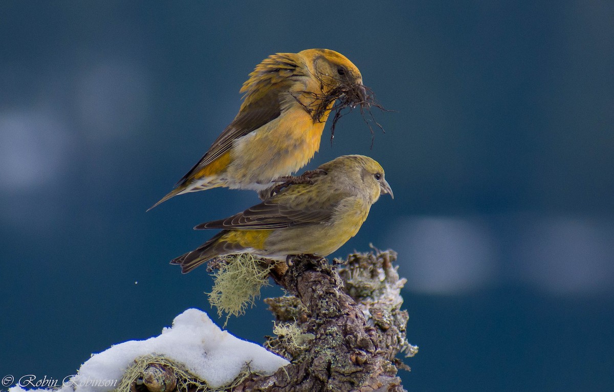 Red Crossbill - ML630338909