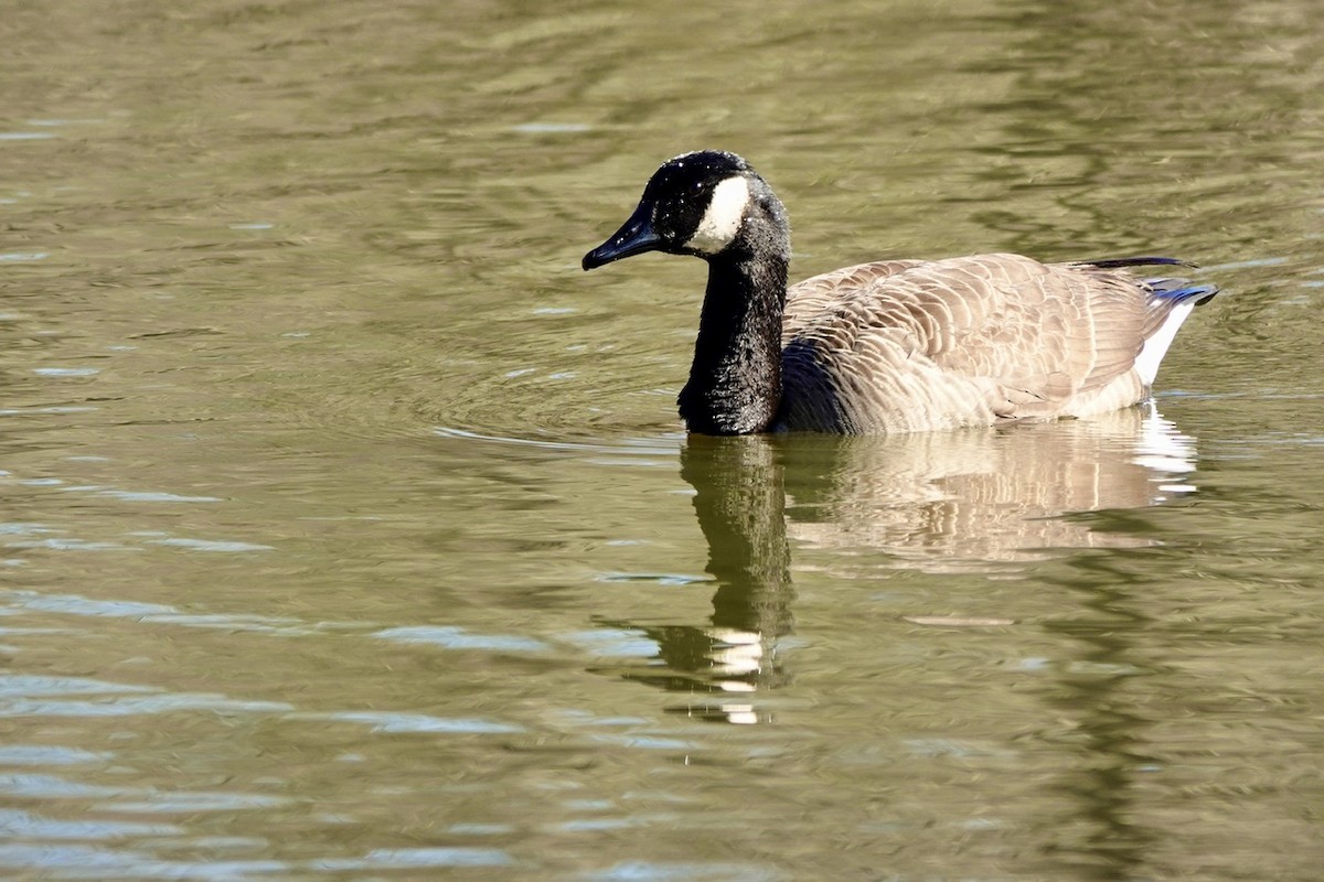 Canada Goose - ML630339169