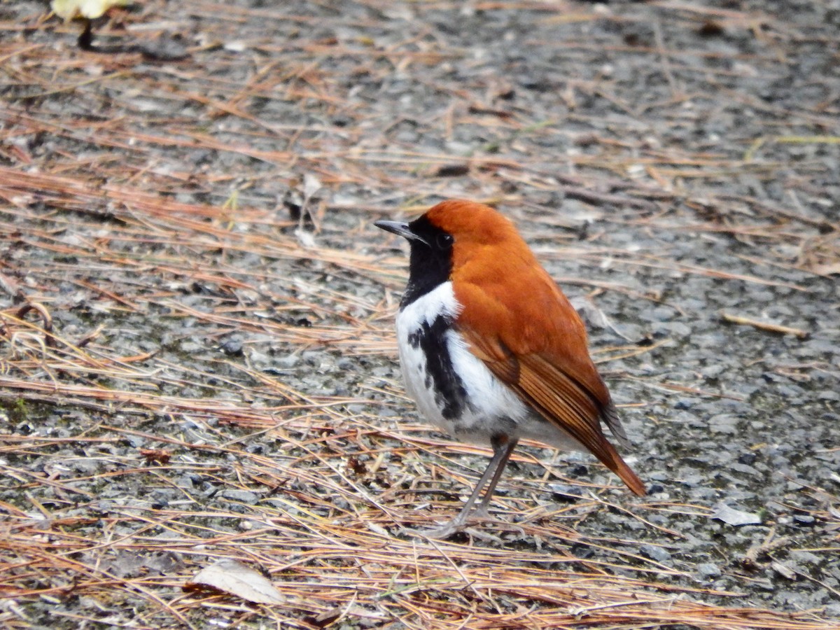 Ryukyu Robin - ML630339359