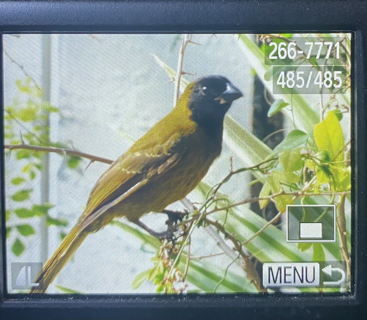 Crimson-collared Grosbeak - ML630339595
