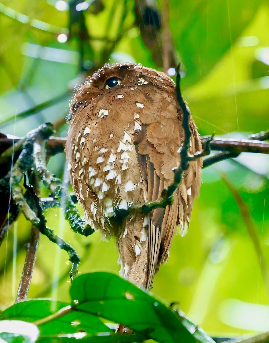 Rufous Potoo - ML630339603