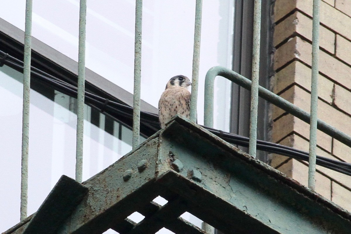 American Kestrel - ML630339642