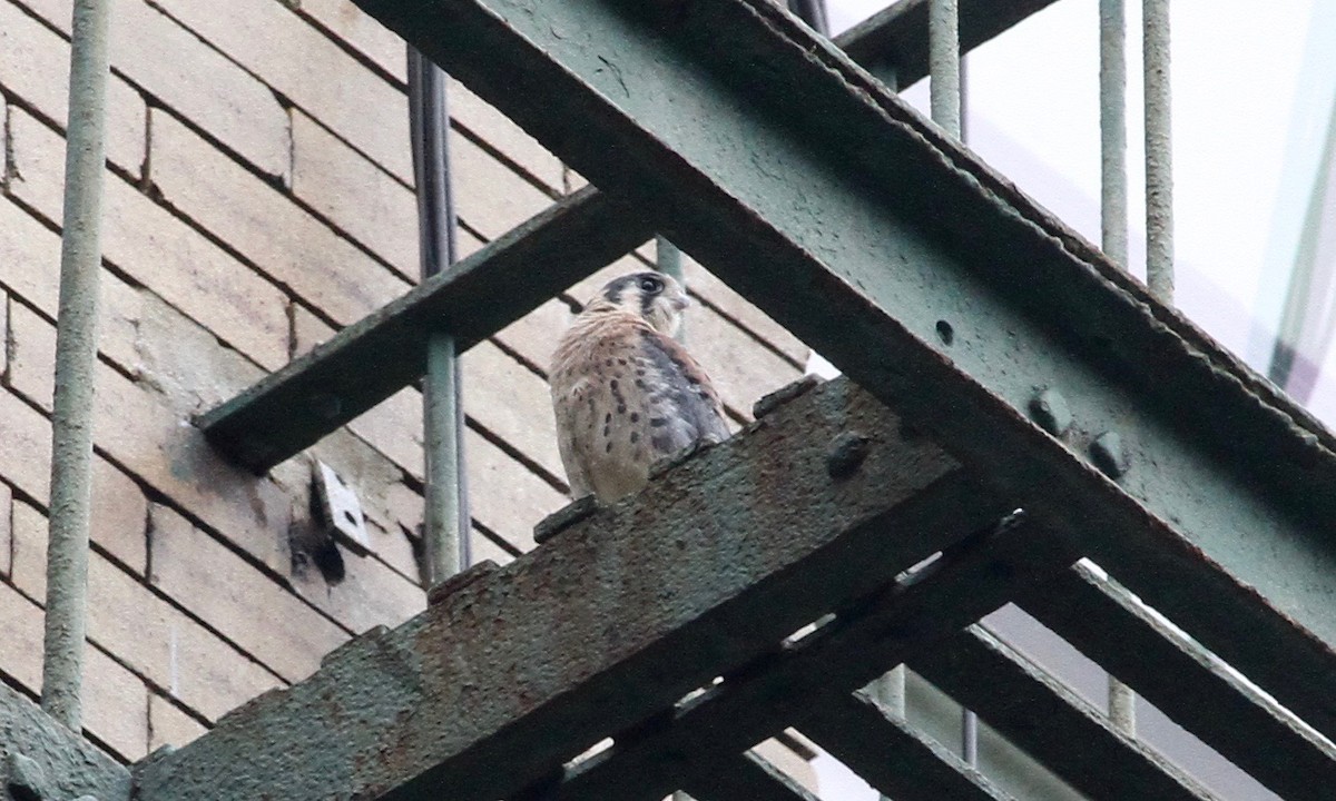 American Kestrel - ML630339643