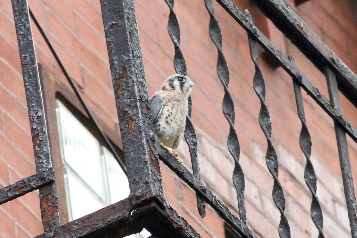 American Kestrel - ML630339645