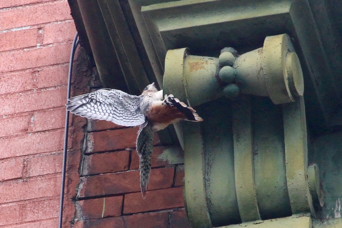 American Kestrel - ML630339646