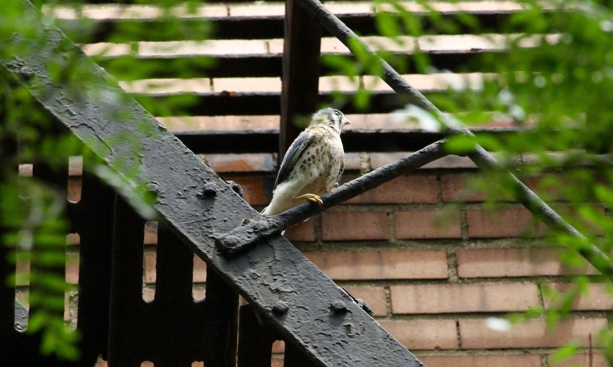 American Kestrel - ML630339648