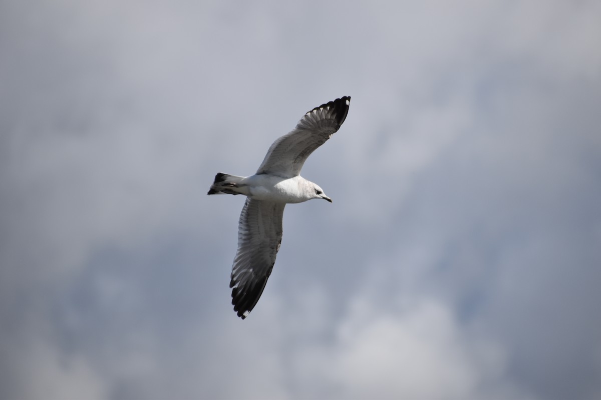 Short-billed Gull - ML630339783