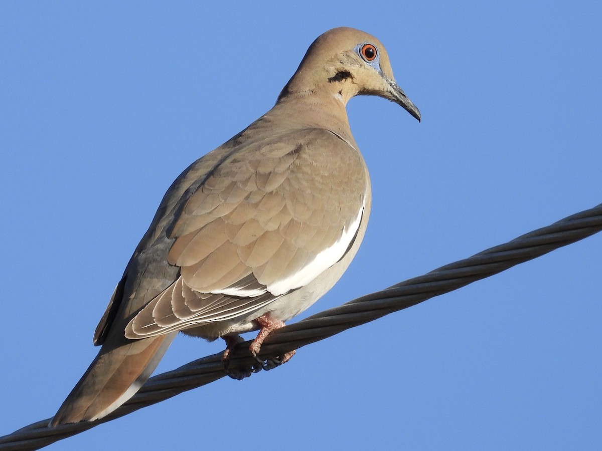 White-winged Dove - ML630339825
