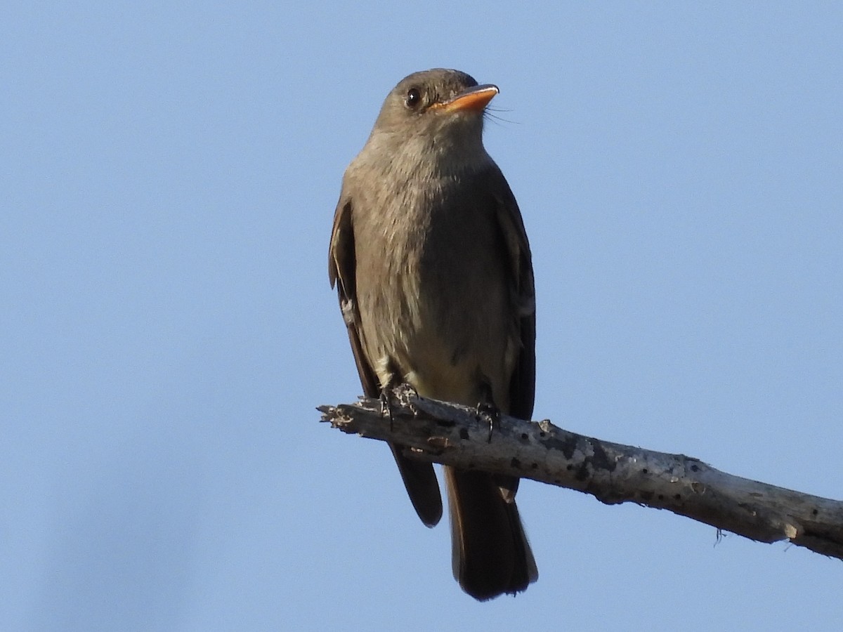 Greater Pewee - ML630339834