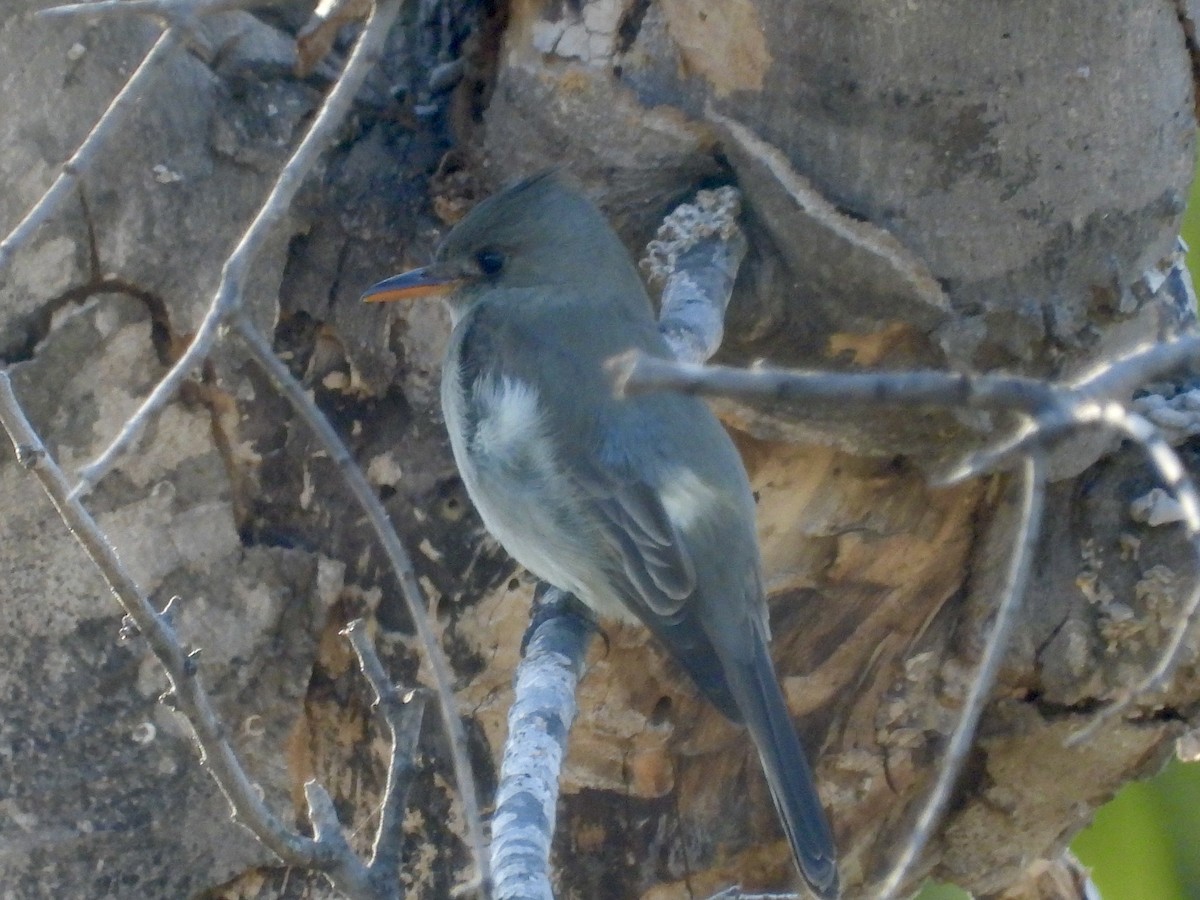 Greater Pewee - ML630339835