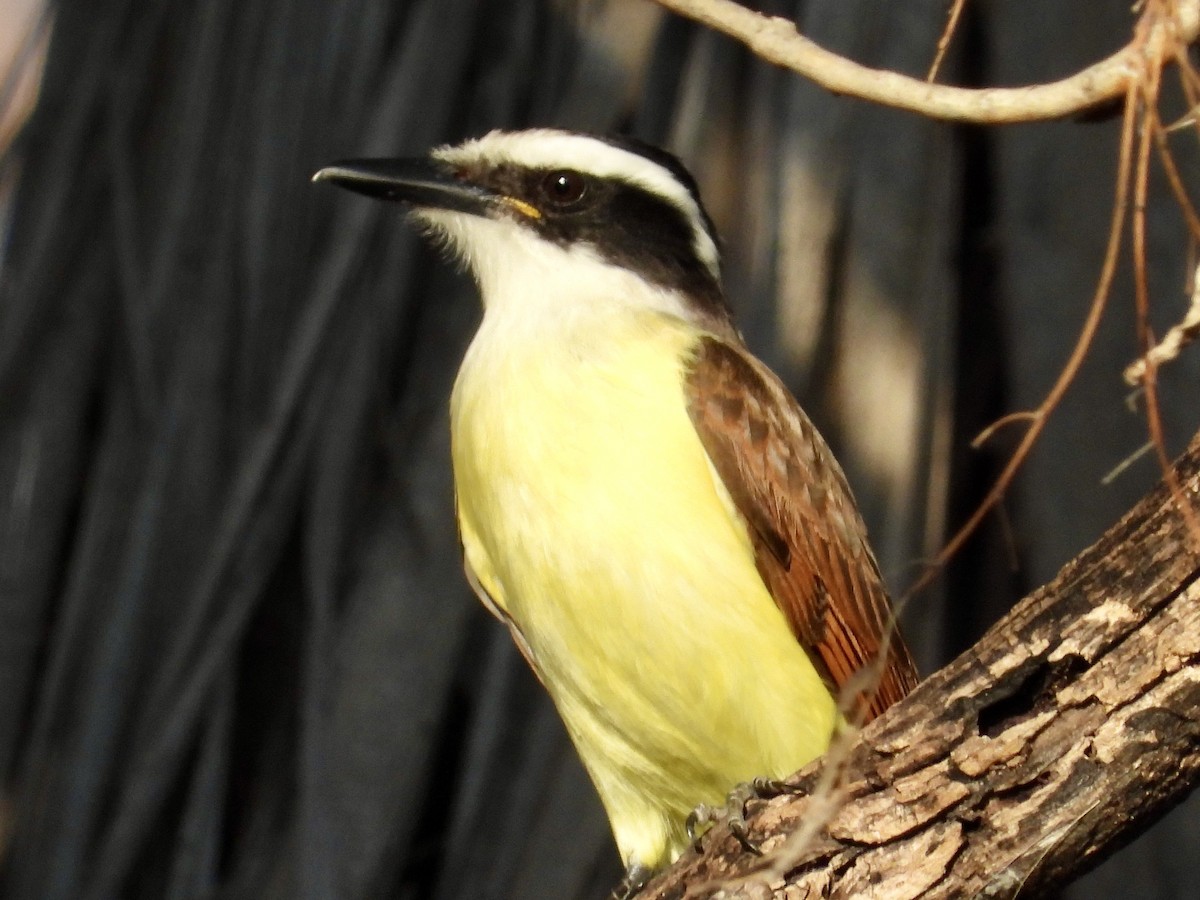 Great Kiskadee - ML630339837