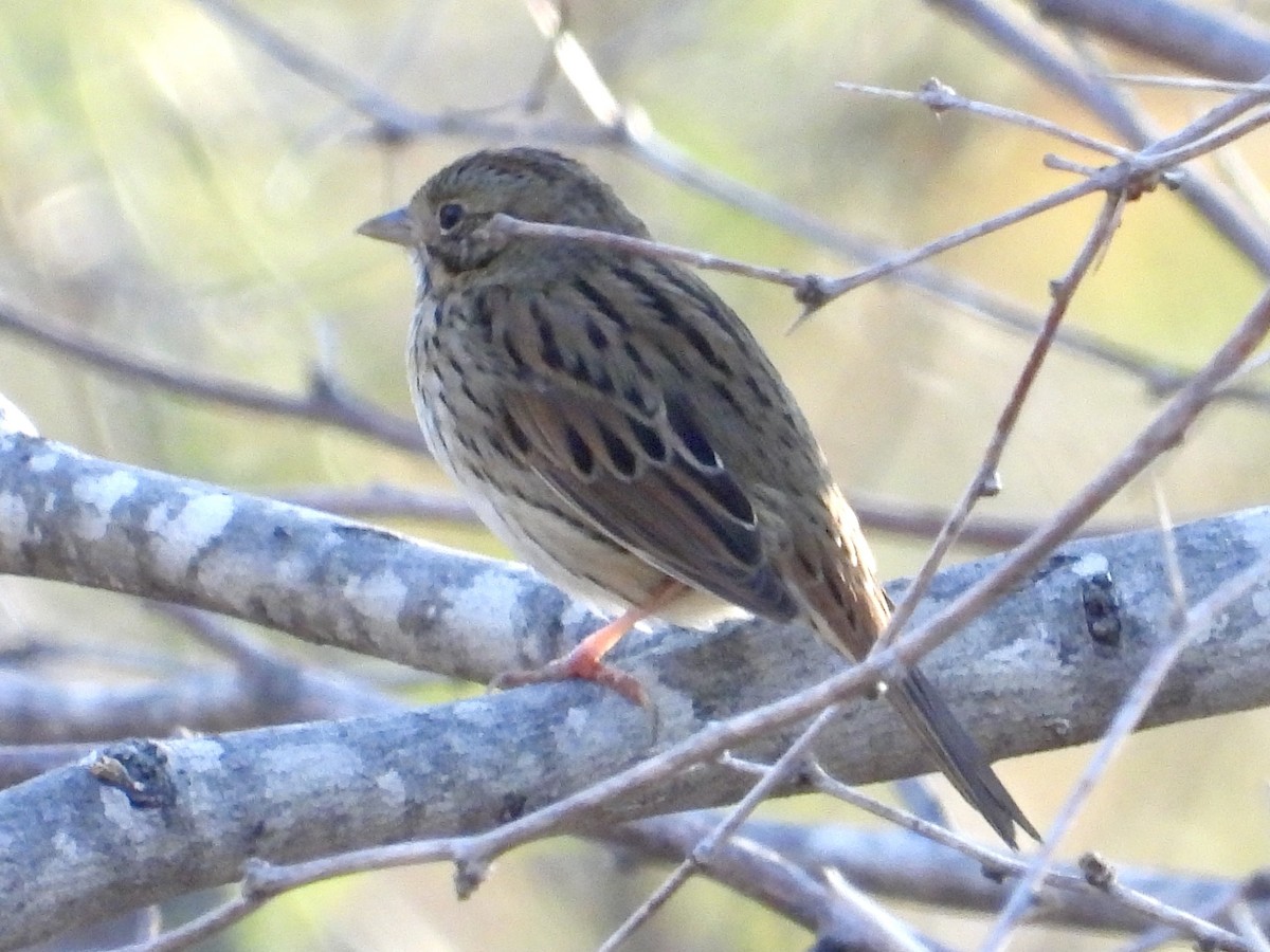 Lincoln's Sparrow - ML630339857