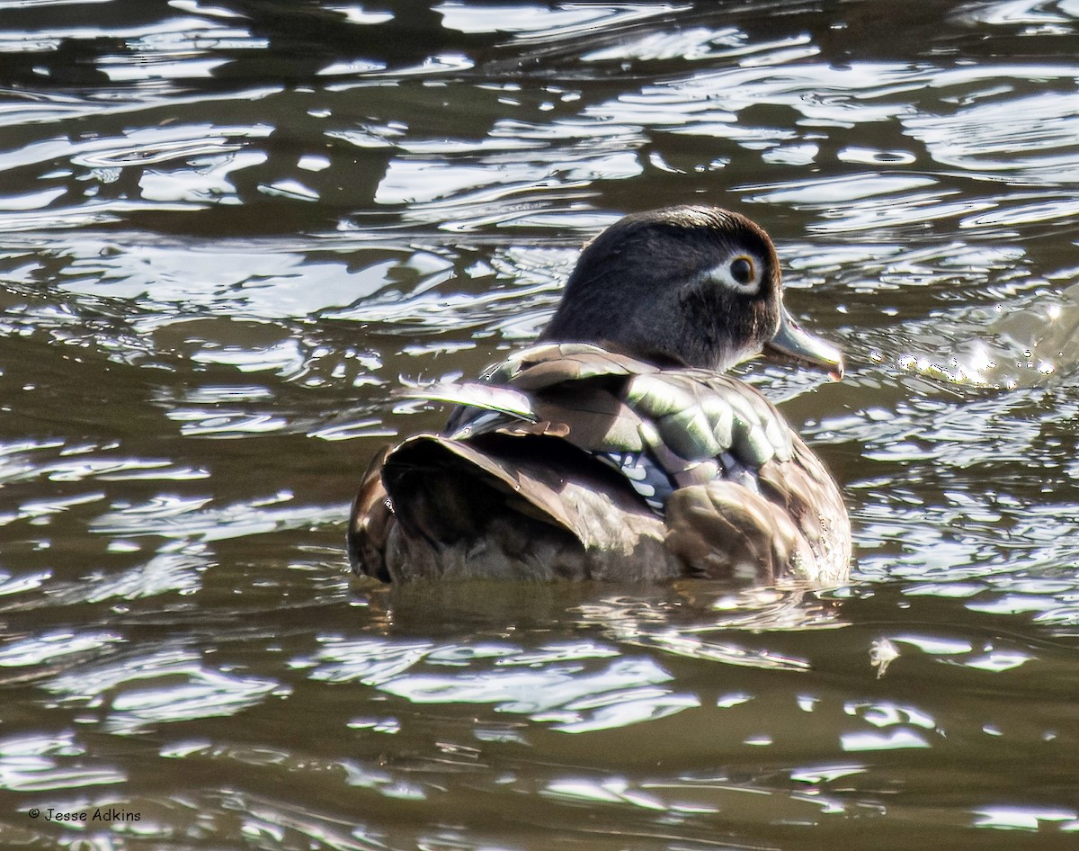 Wood Duck - ML630340013