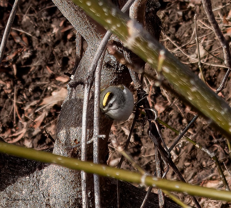 Golden-crowned Kinglet - ML630340020