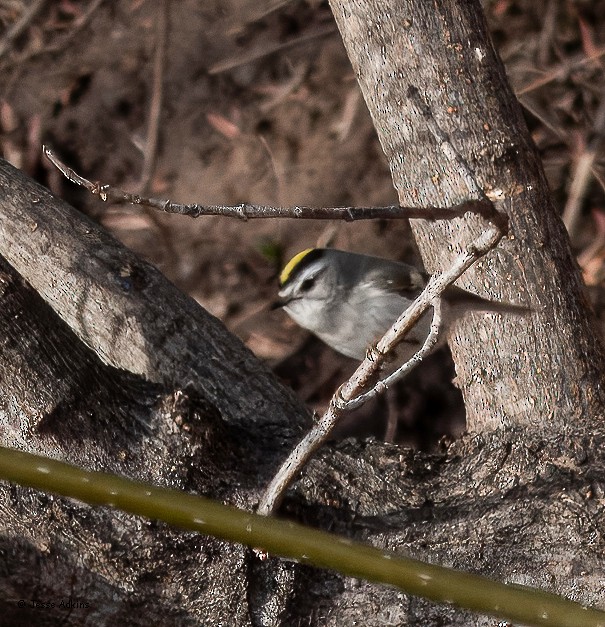 Golden-crowned Kinglet - ML630340021