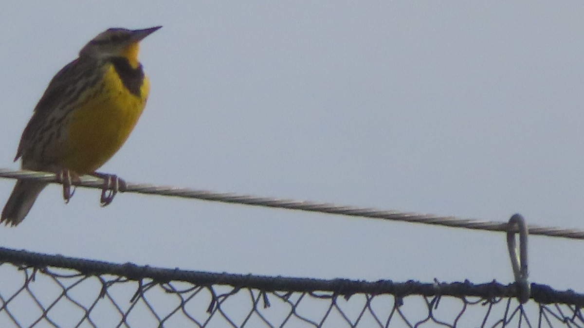Eastern Meadowlark - ML630340169