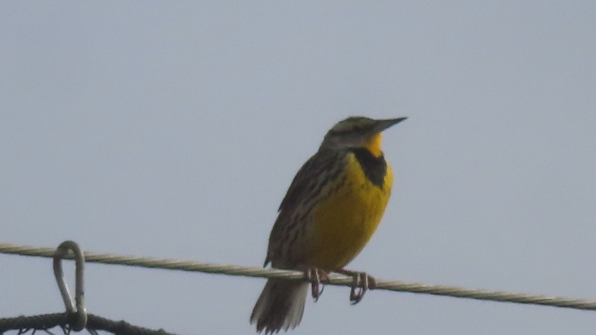 Eastern Meadowlark - ML630340175