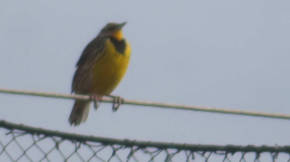 Eastern Meadowlark - ML630340180