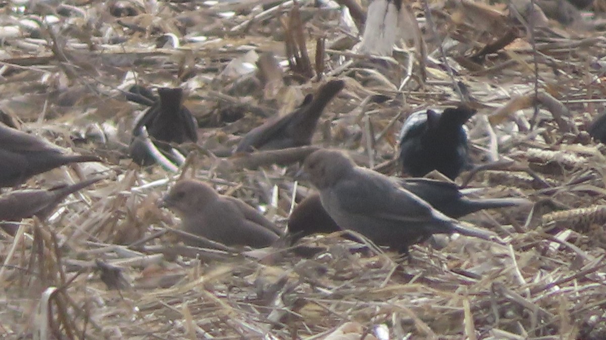 Brown-headed Cowbird - ML630340207