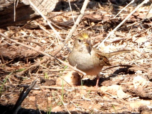 Golden-crowned Sparrow - ML630340208