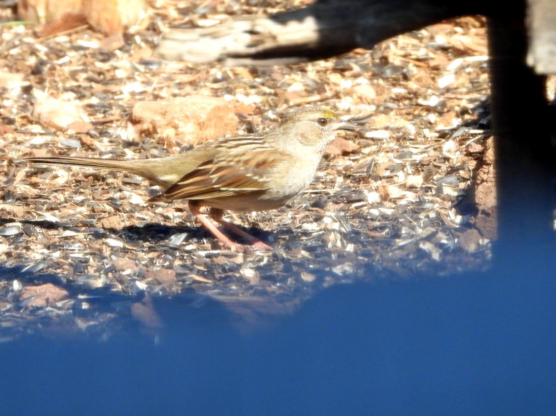 Golden-crowned Sparrow - ML630340217