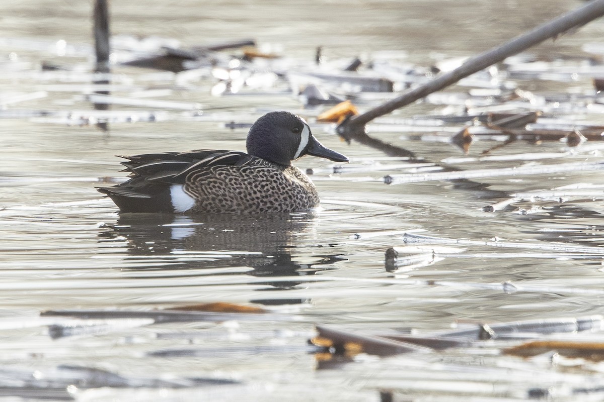 Blue-winged Teal - ML630340244
